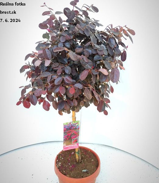 Loropetalum chinense ‘Black Pearl’ 1/4 kmeň